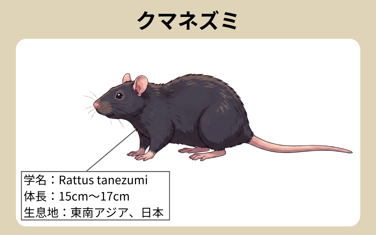 クマネズミ 1