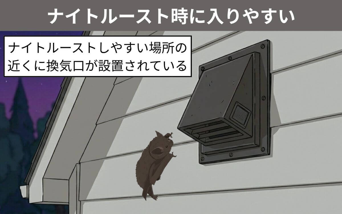 コウモリが換気扇を好む理由③ナイトルースト時に入りやすい