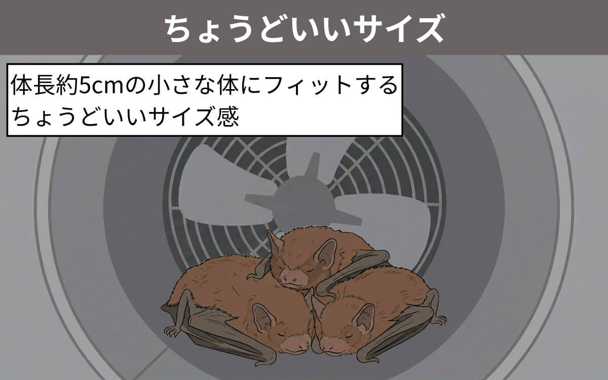 コウモリが換気扇を好む理由④アブラコウモリにとってちょうどいいサイズ
