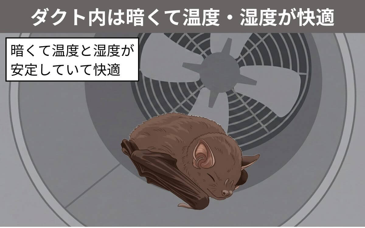 コウモリが換気扇を好む理由⑤ダクト内が暗くて温度・湿度が快適