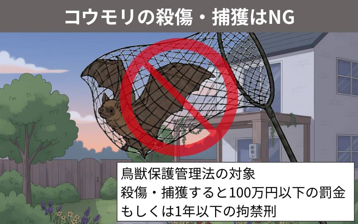 コウモリの殺傷・捕獲はNG
