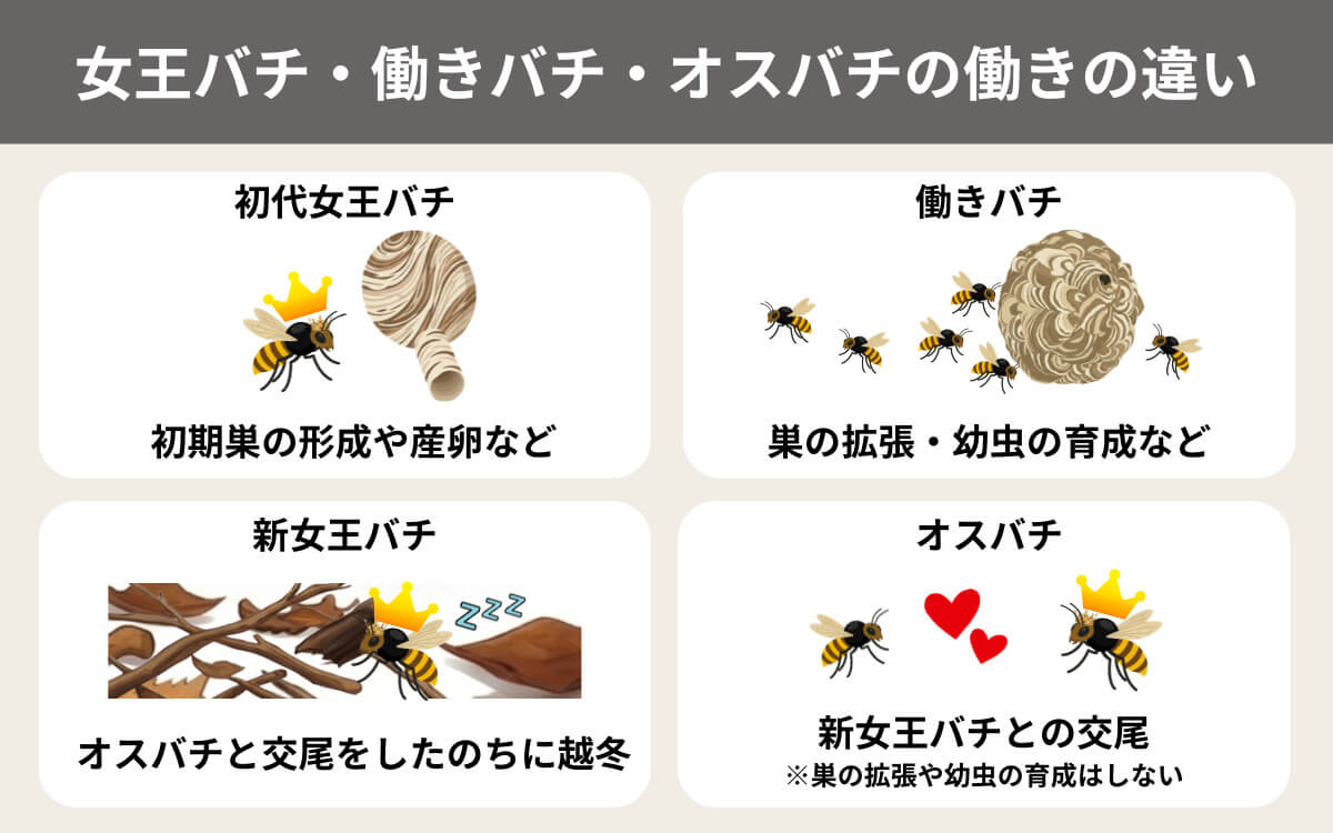 スズメバチには階級がある