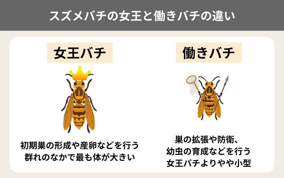 スズメバチの女王と働きバチの違い