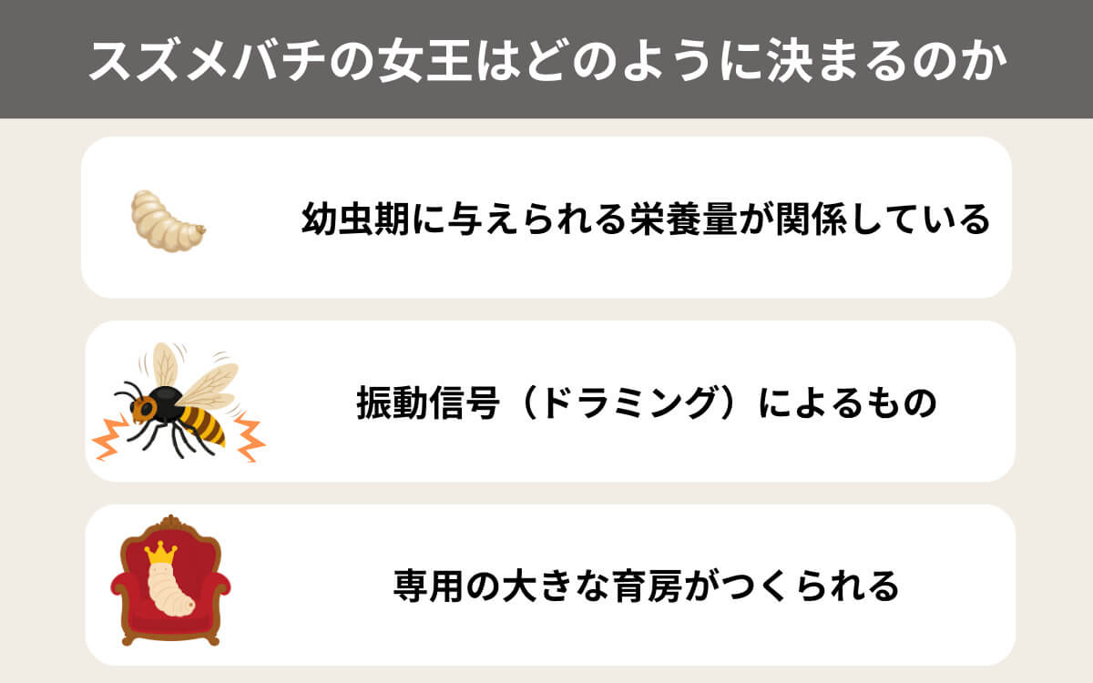スズメバチの女王はどのように決まるのか