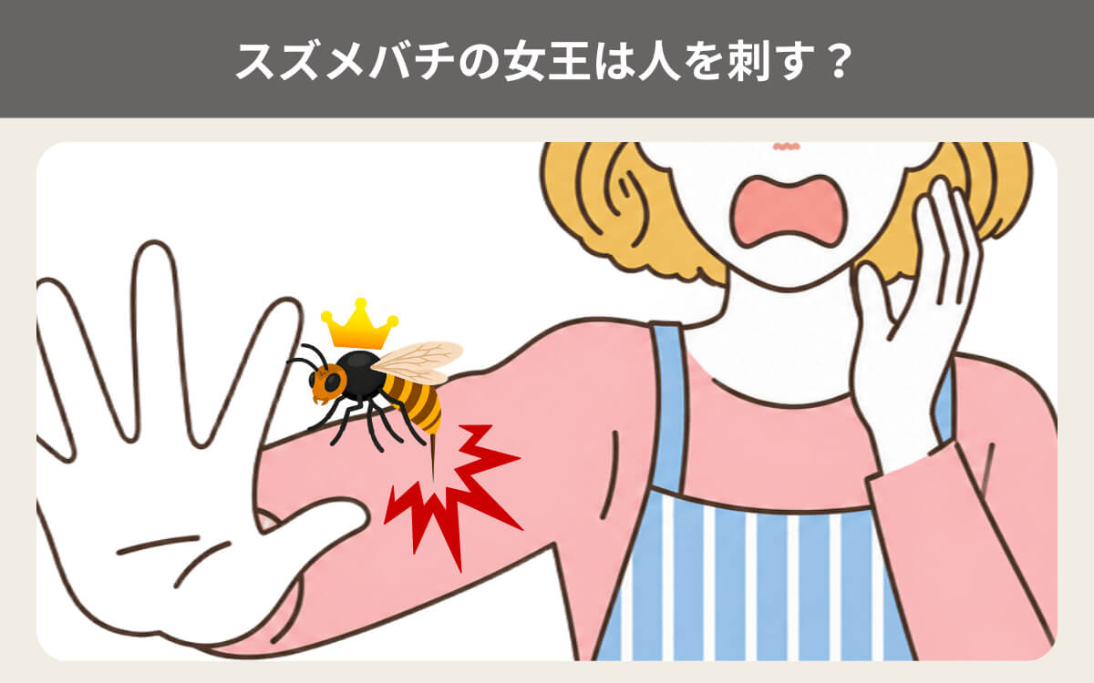 スズメバチの女王は人を刺す？