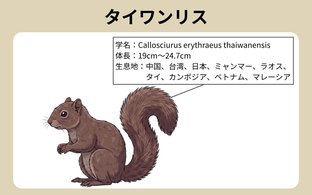 タイワンリス