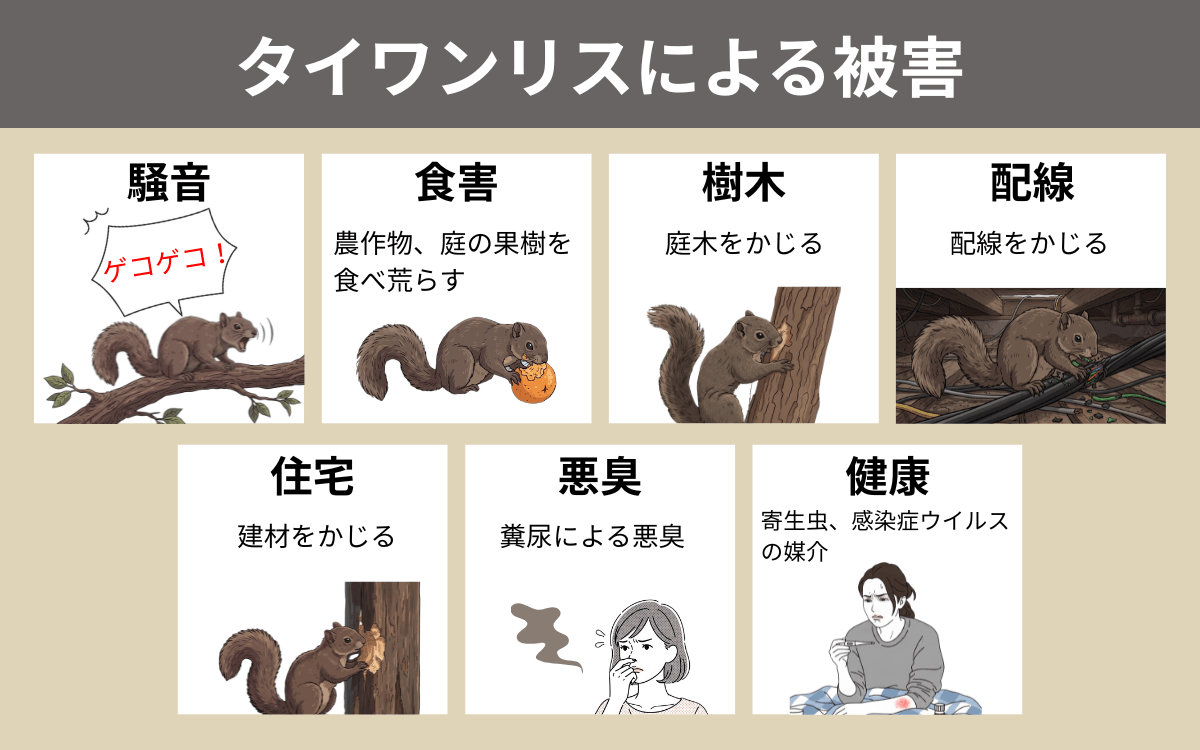 タイワンリスによる被害 2