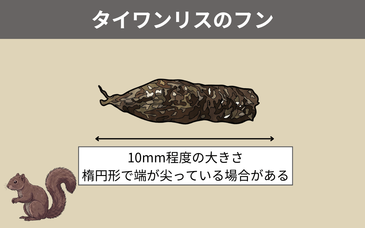 タイワンリスのフン