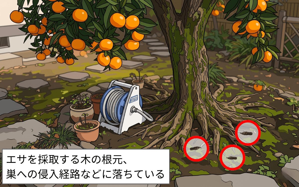 タイワンリスのフンが落ちている場所