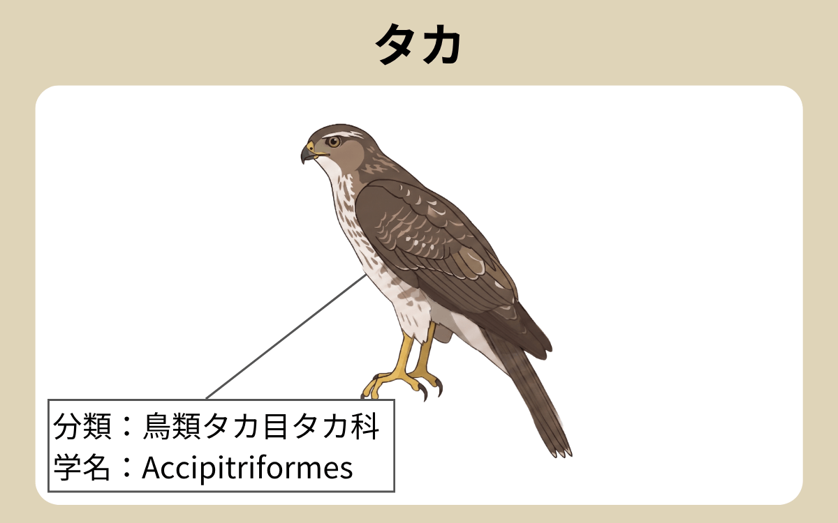 タカ