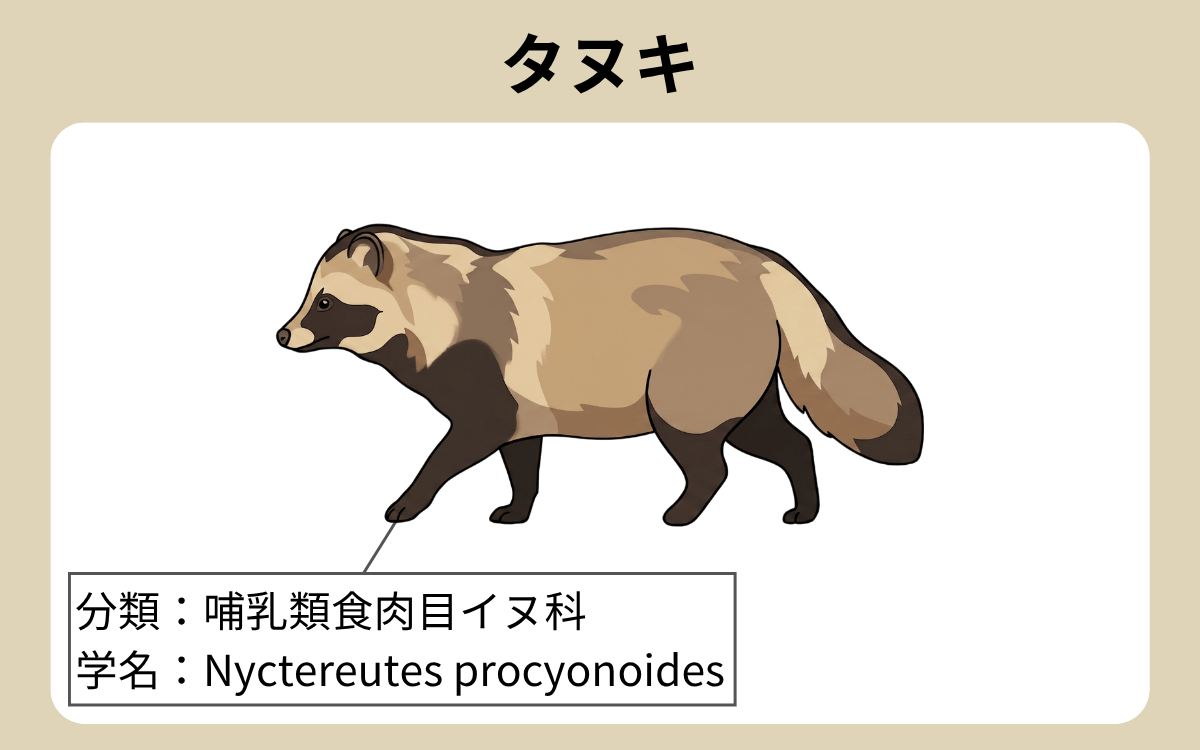 タヌキ