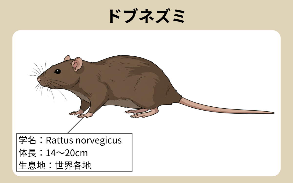 ドブネズミ