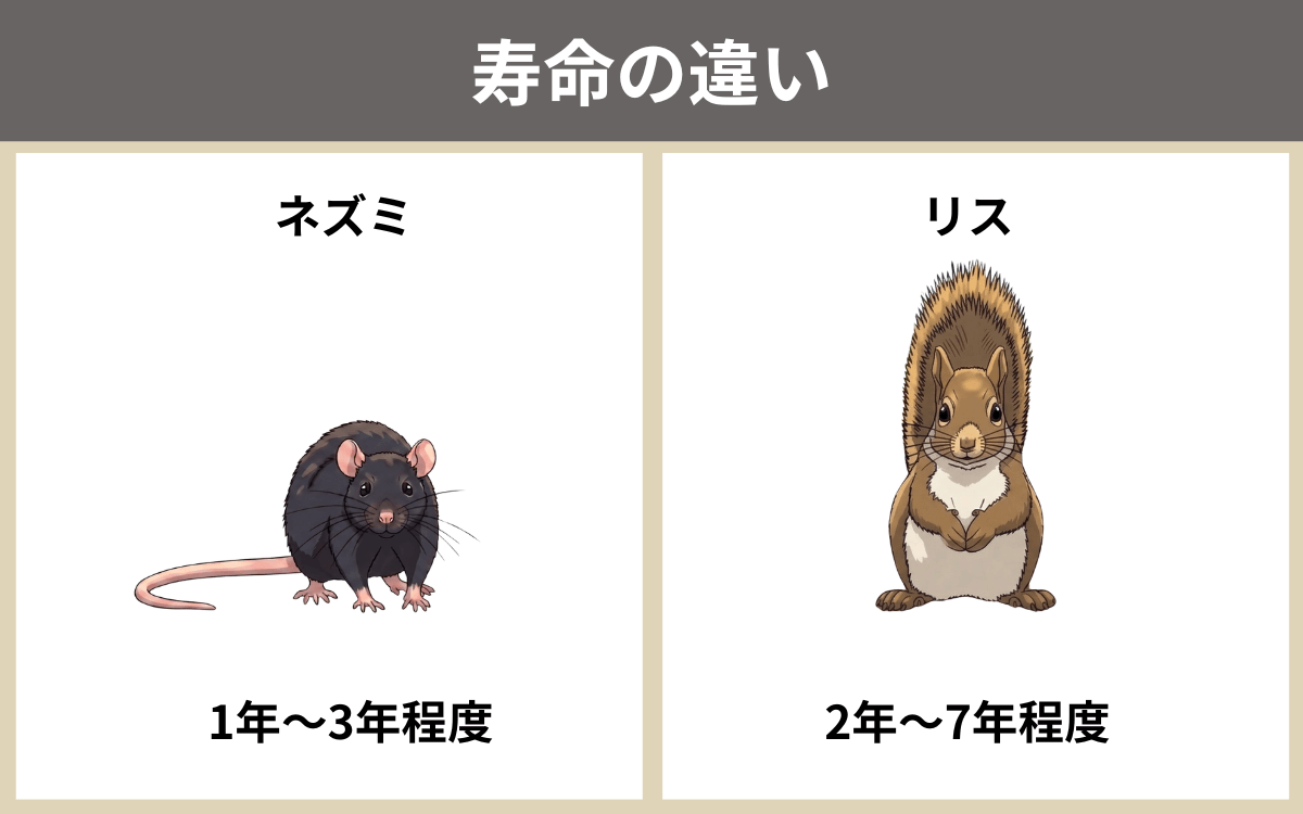 ネズミとリスの寿命の違い 1