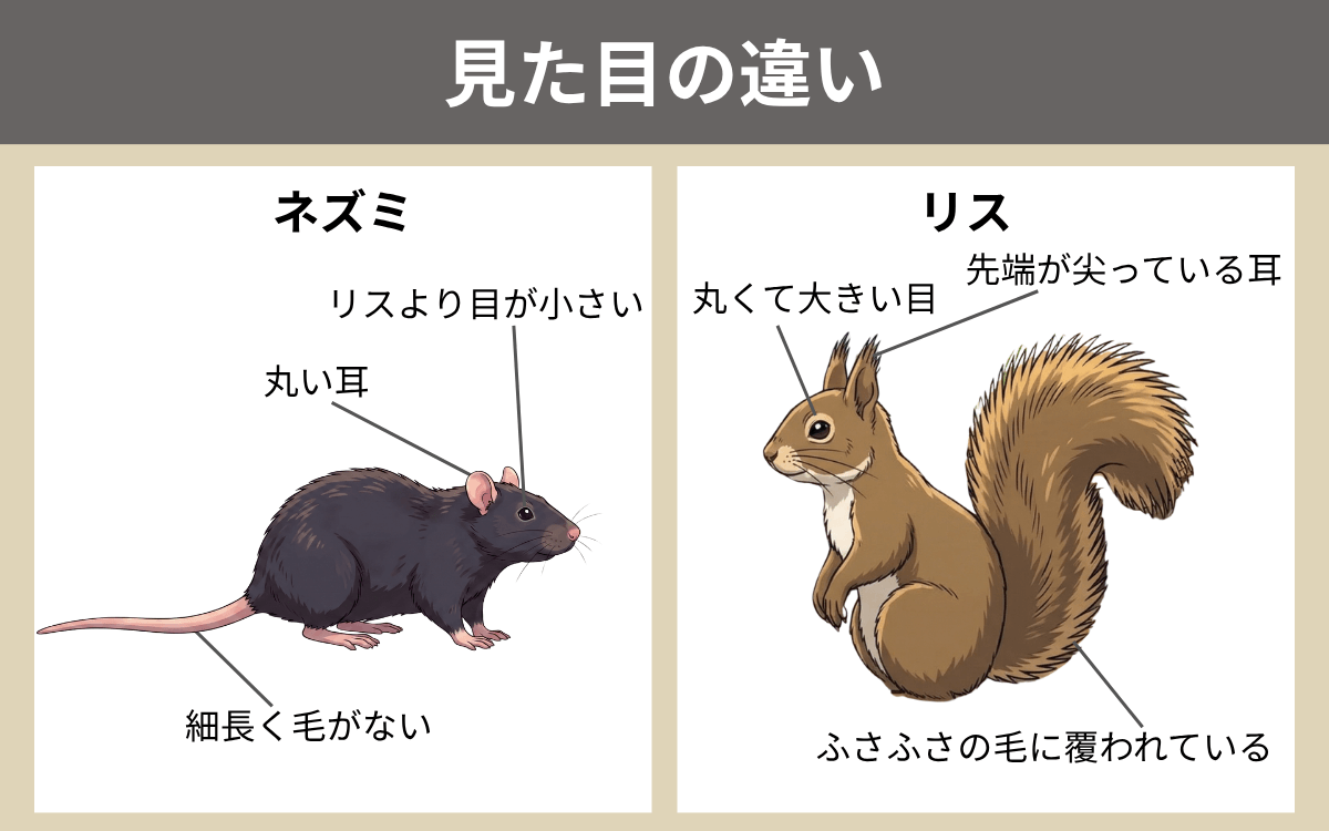 ネズミとリスの見た目の違い