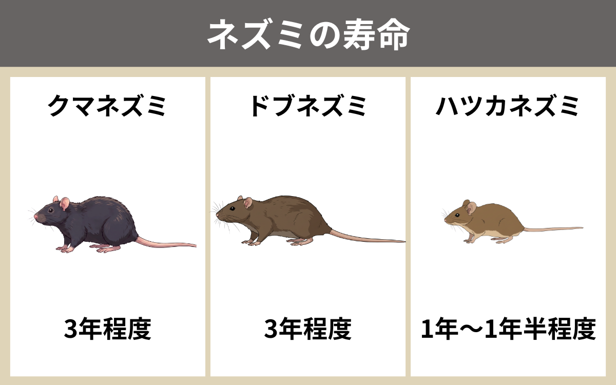 ネズミの寿命