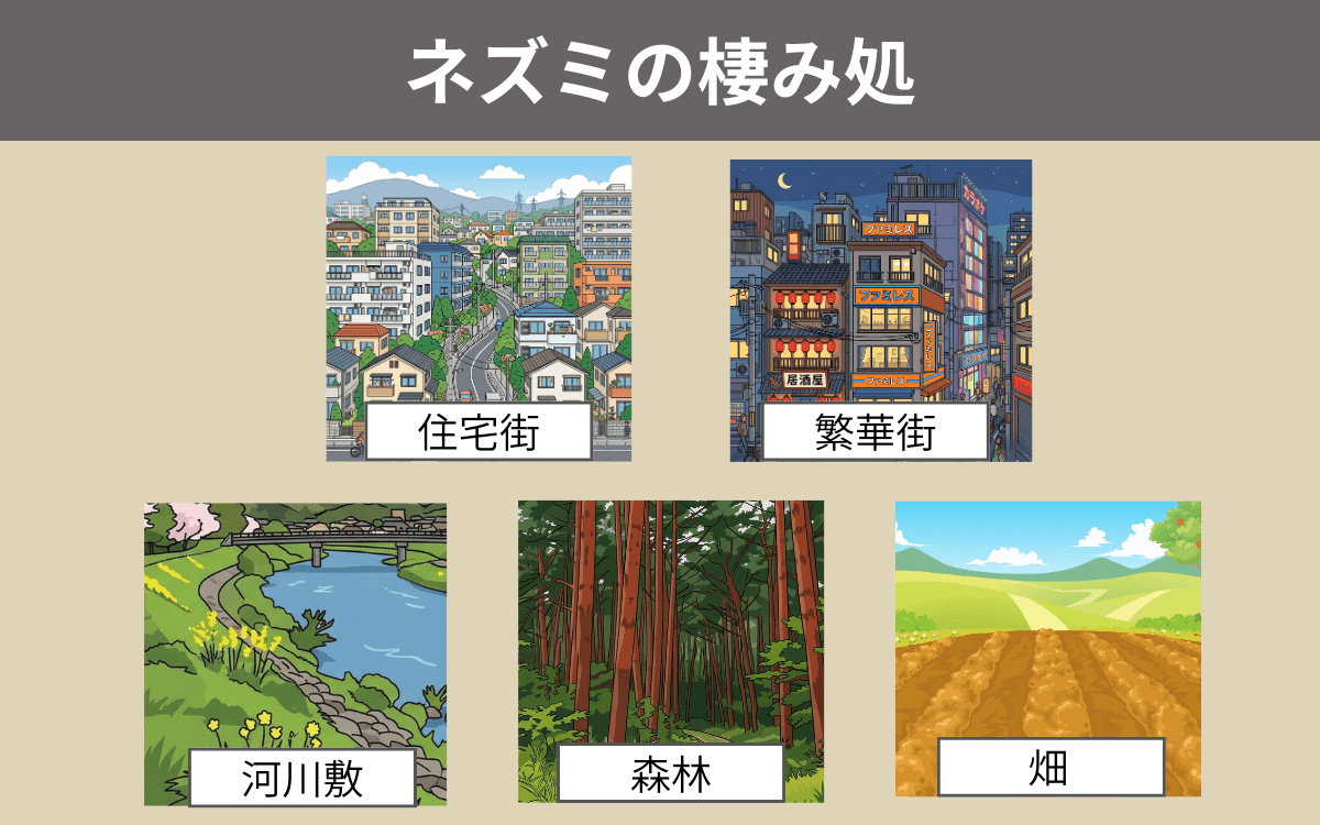 ネズミの棲み処
