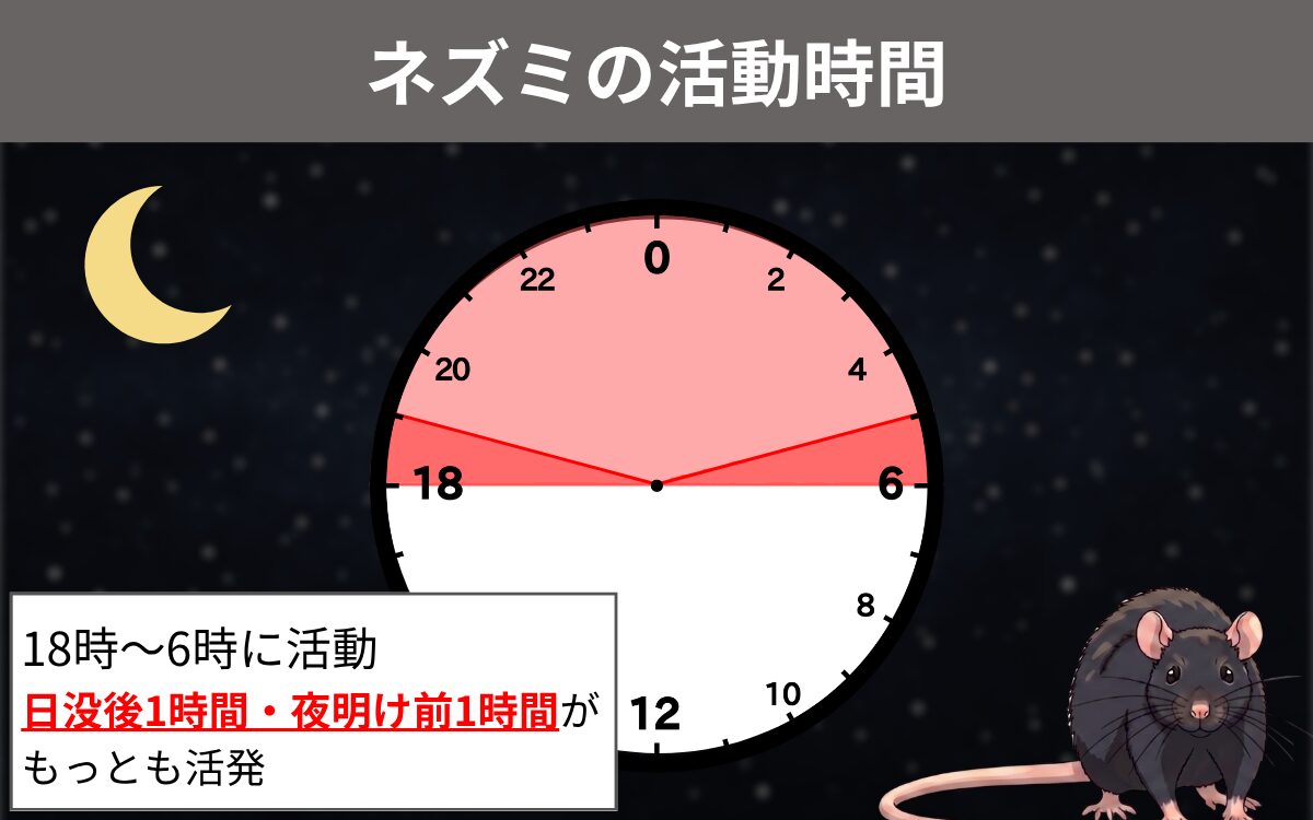 ネズミの活動時間 1