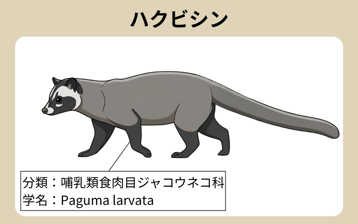 ハクビシン
