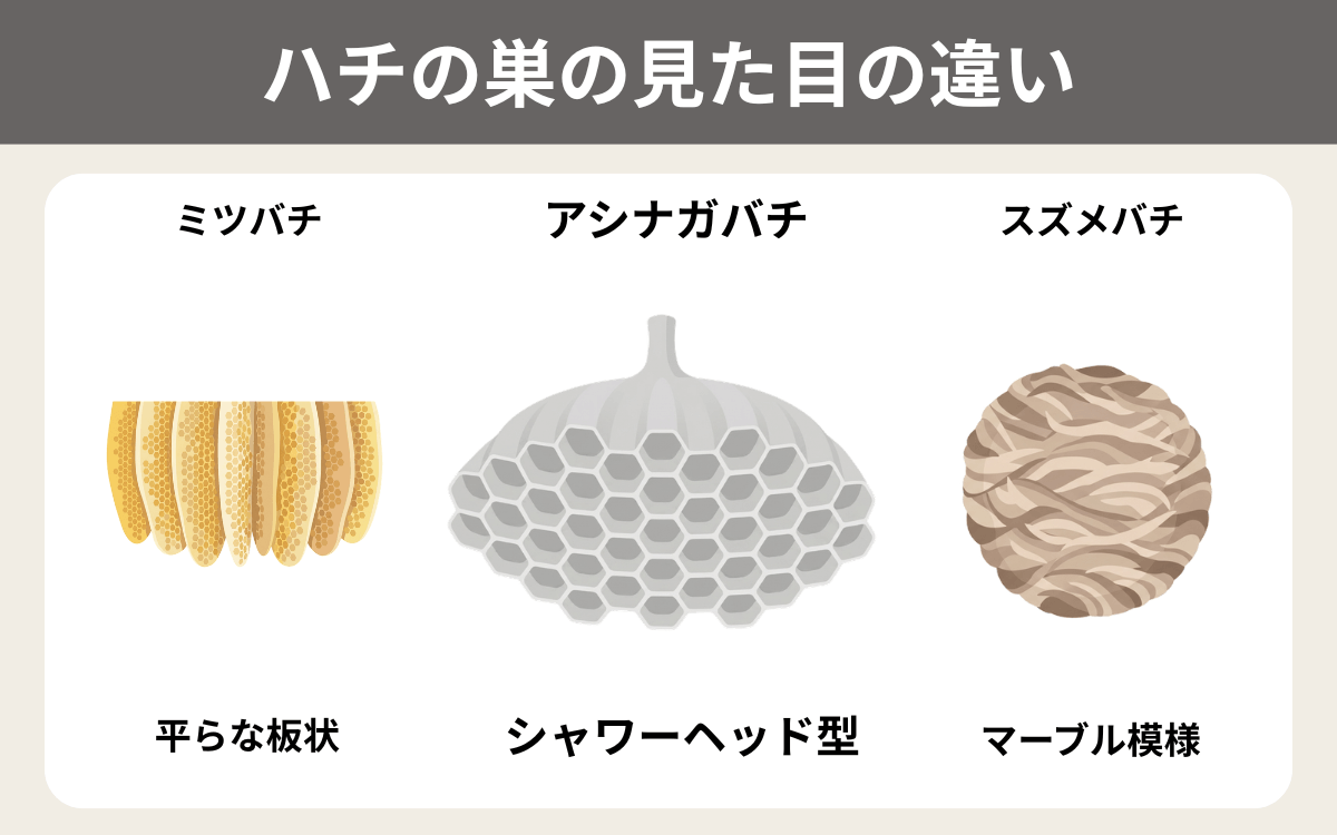 ハチの巣の見た目の違い