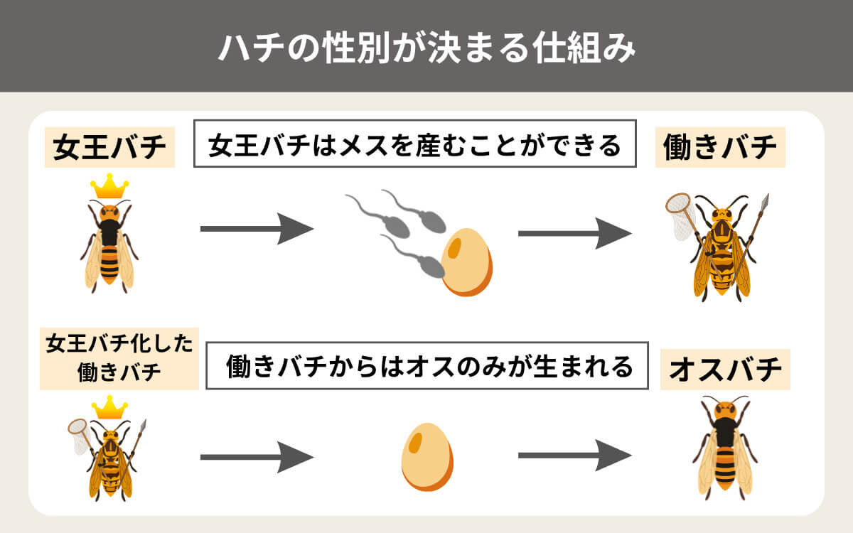 ハチの性別が決まる仕組み