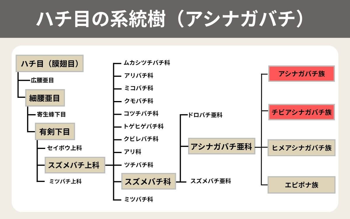 ハチ目の系統樹（アシナガバチ）