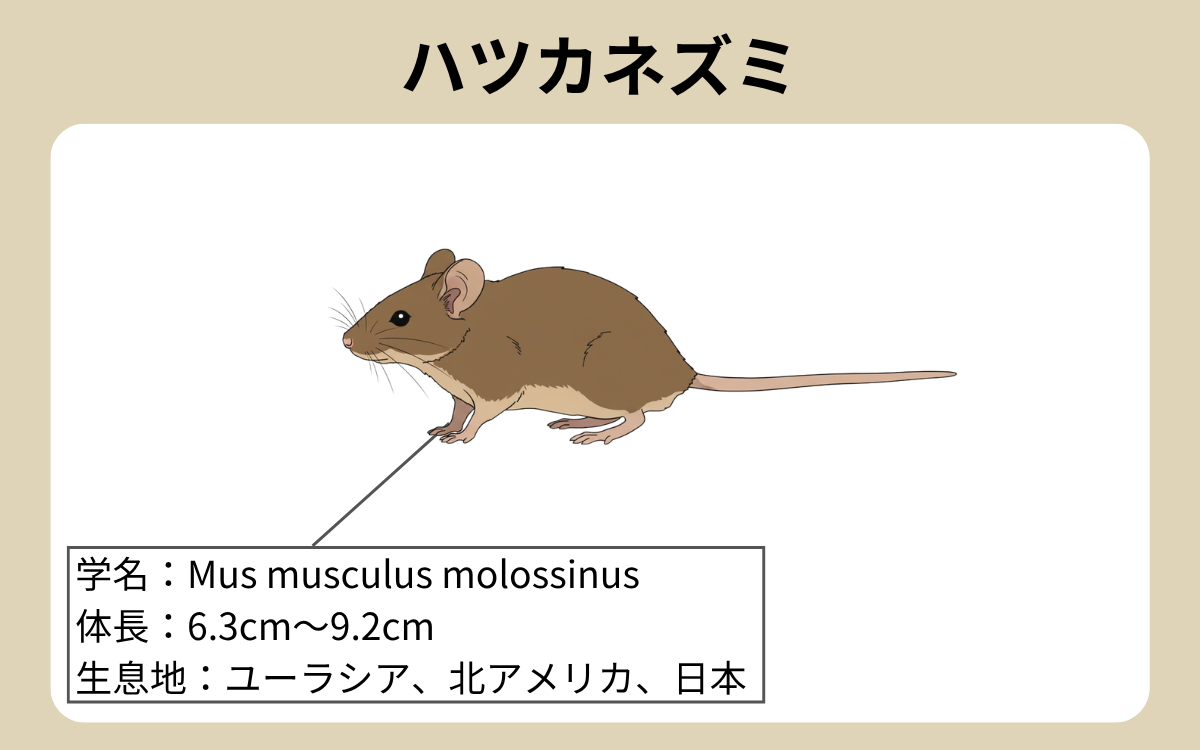 ハツカネズミ