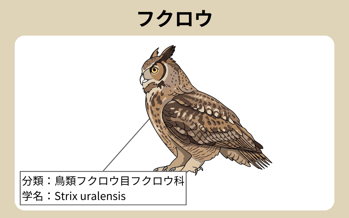 フクロウ