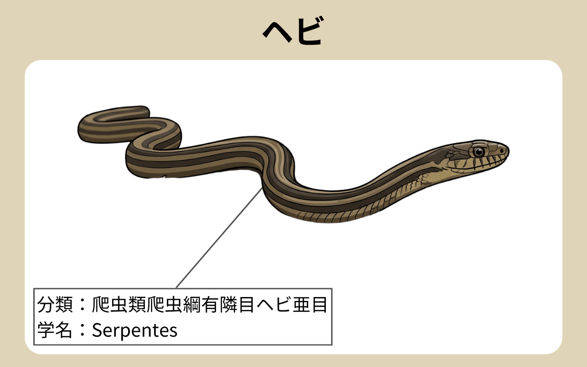 ヘビ