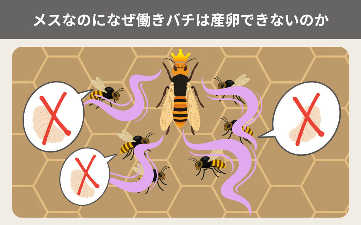 メスなのになぜ働きバチは産卵できないのか