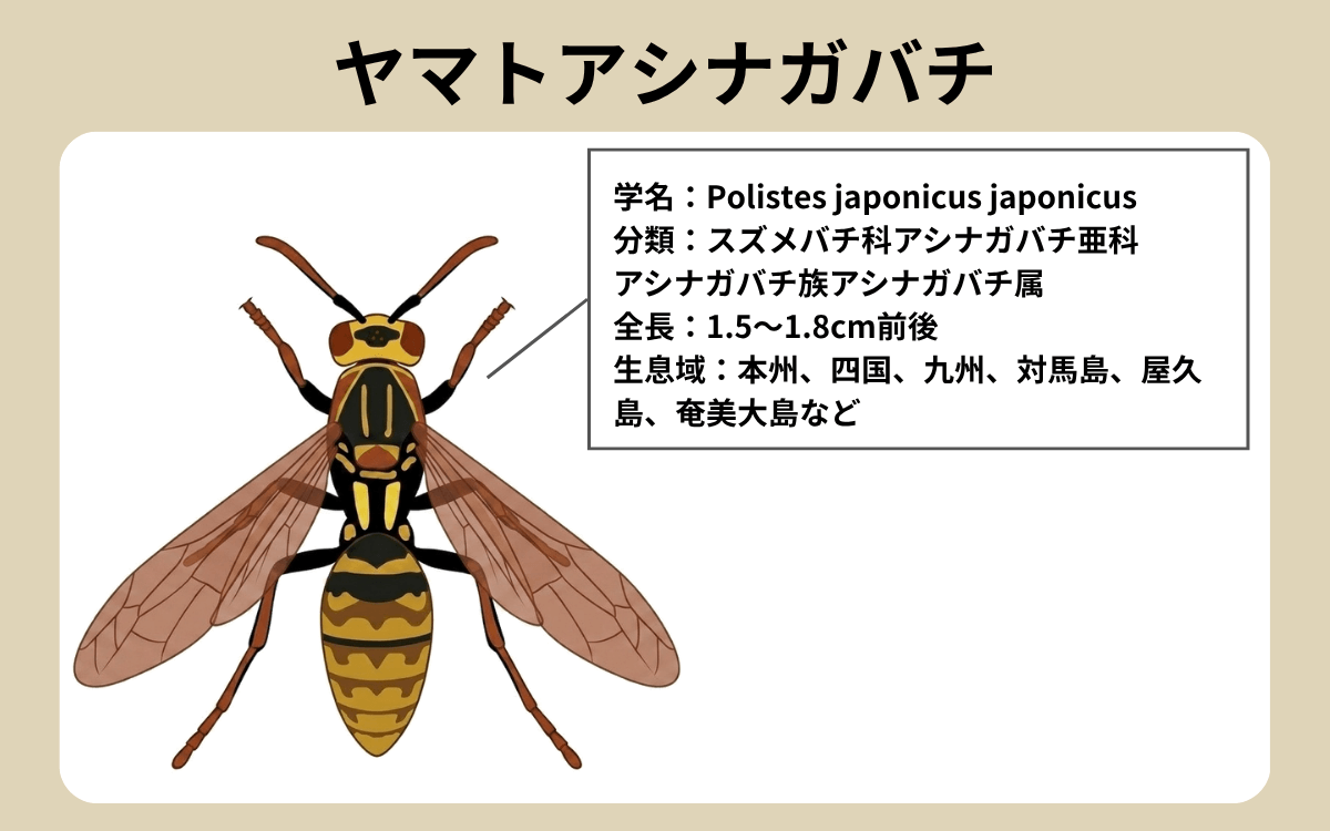 ヤマトアシナガバチってどんなハチ？
