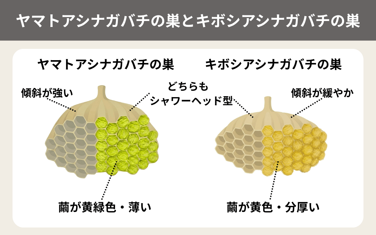 ヤマトアシナガバチとキボシアシナガバチの巣 1