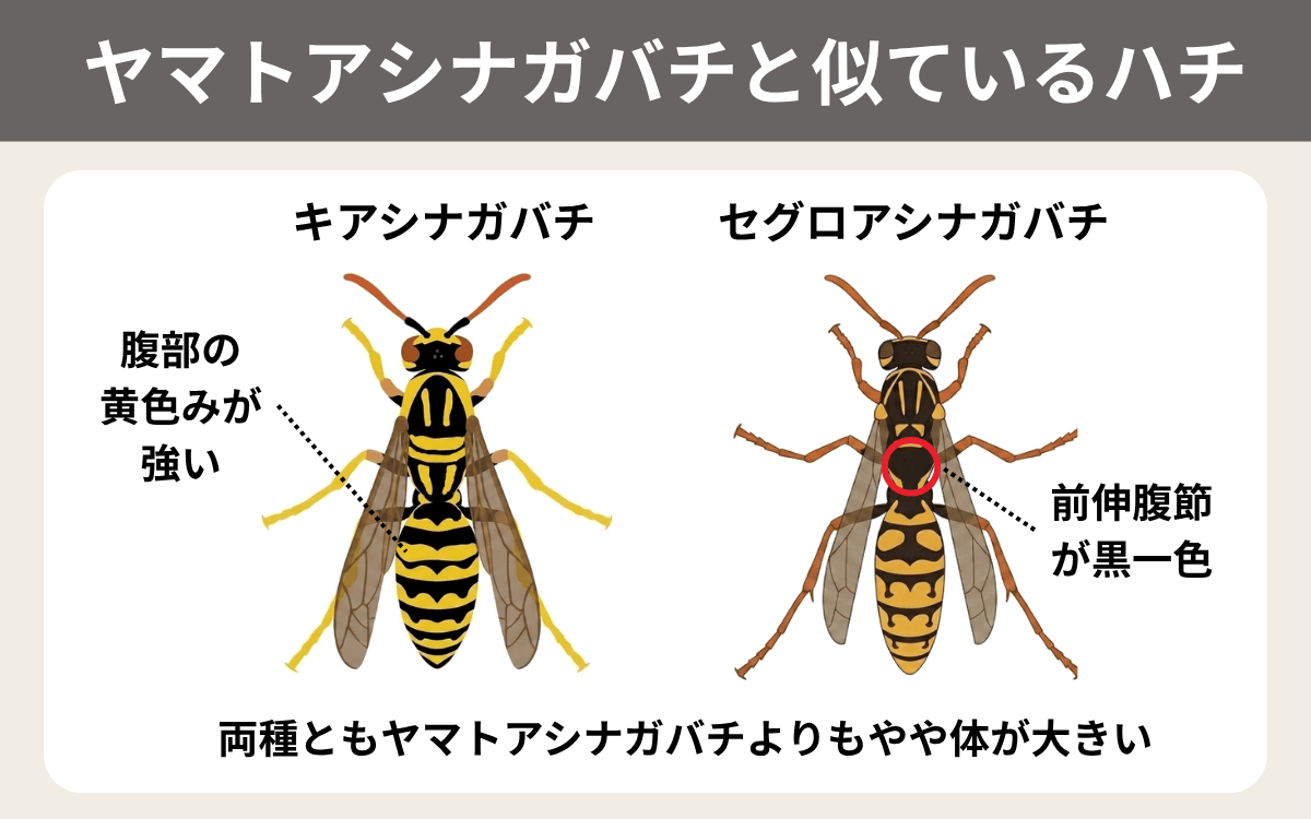 ヤマトアシナガバチと似ているハチ