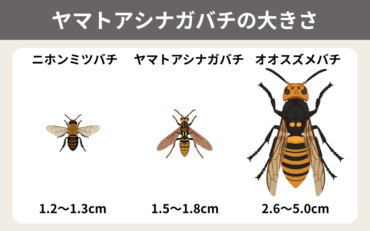 ヤマトアシナガバチの大きさ
