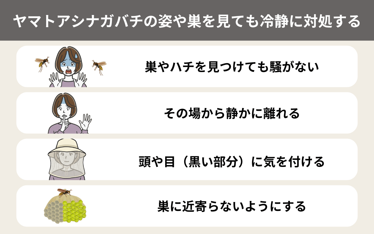 ヤマトアシナガバチの姿や巣を見ても冷静に対処する
