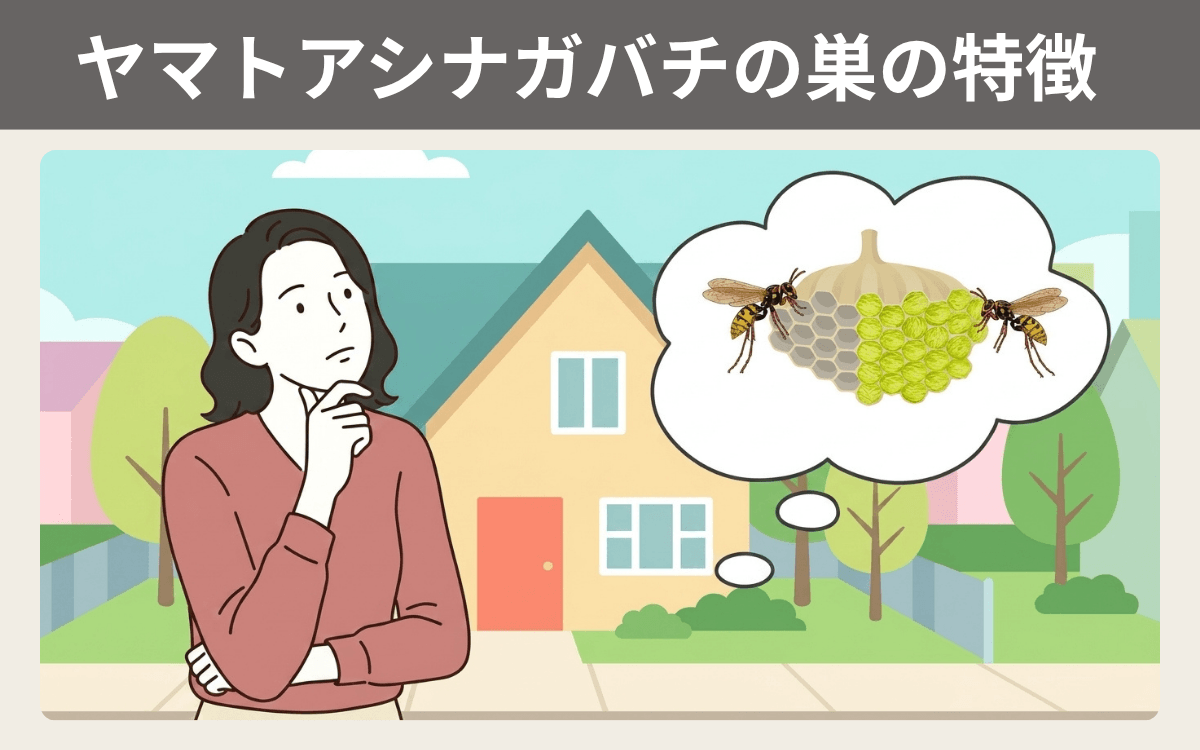 ヤマトアシナガバチの巣の特徴