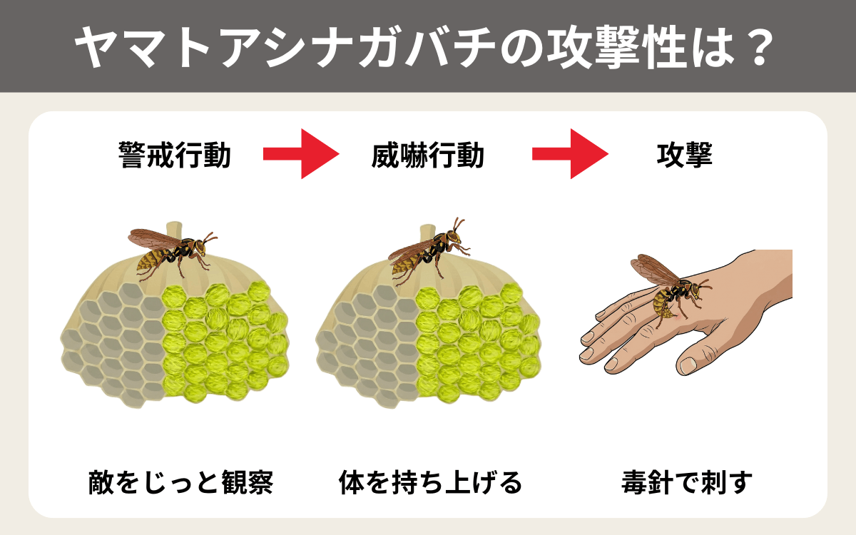 ヤマトアシナガバチの攻撃性は？