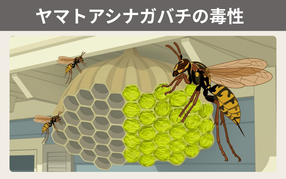 ヤマトアシナガバチの毒性