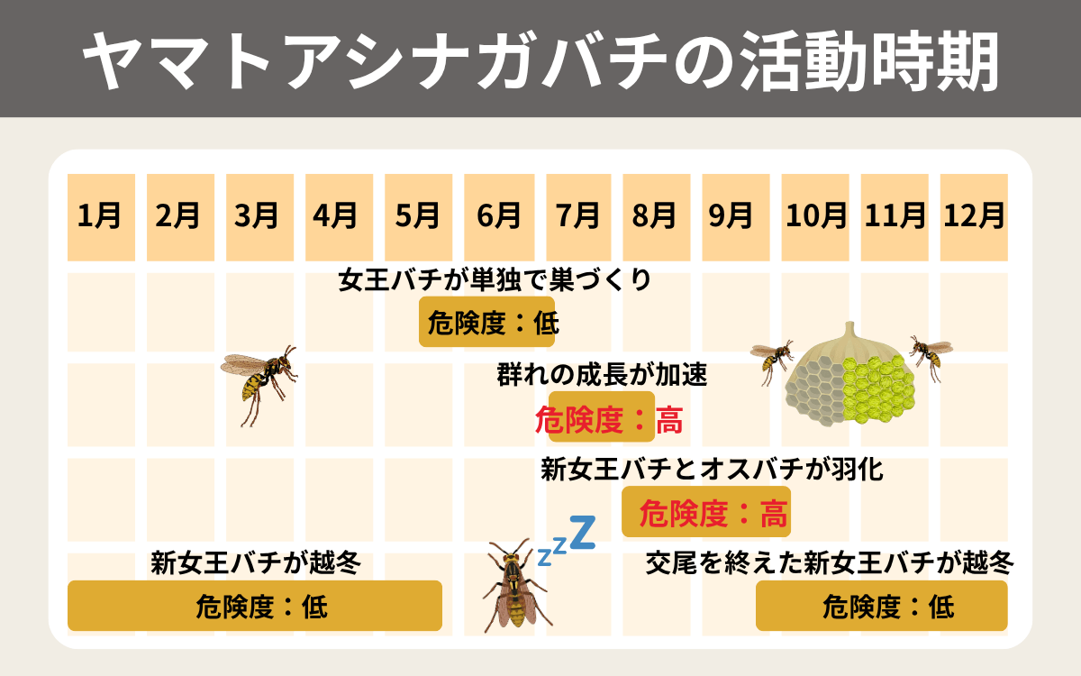 ヤマトアシナガバチの活動時期