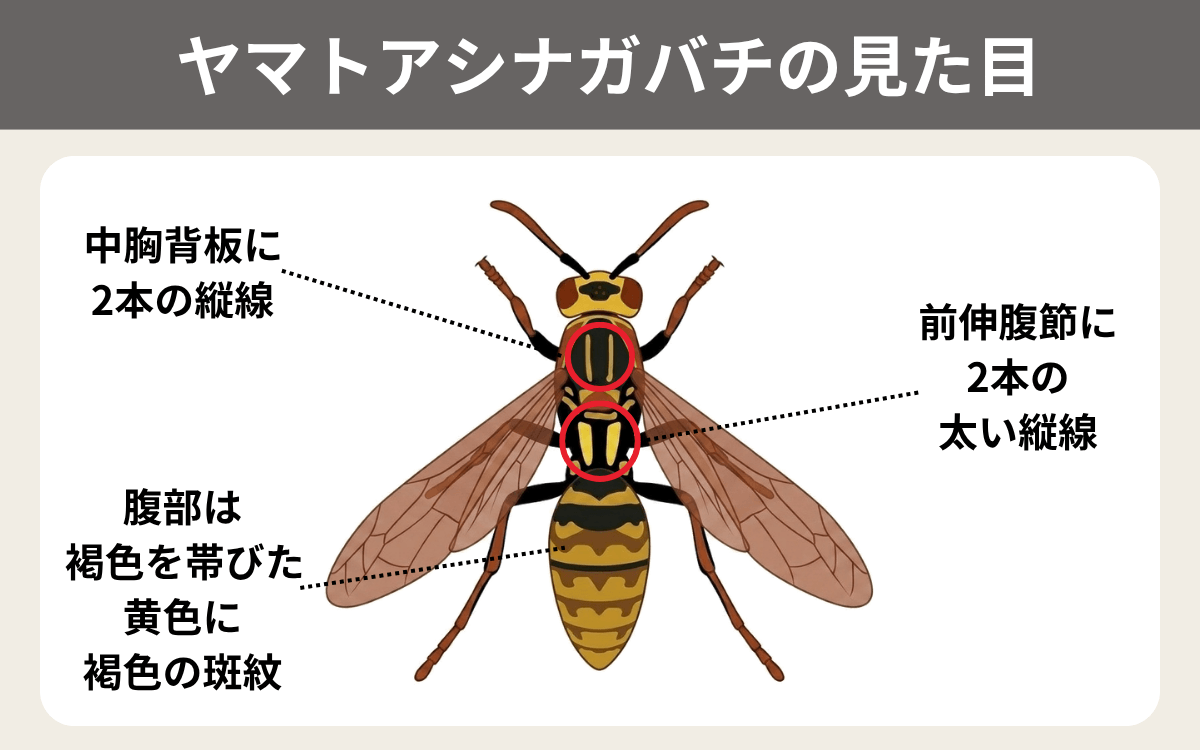 ヤマトアシナガバチの見た目