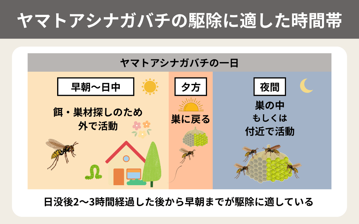 ヤマトアシナガバチの駆除に適した時間帯