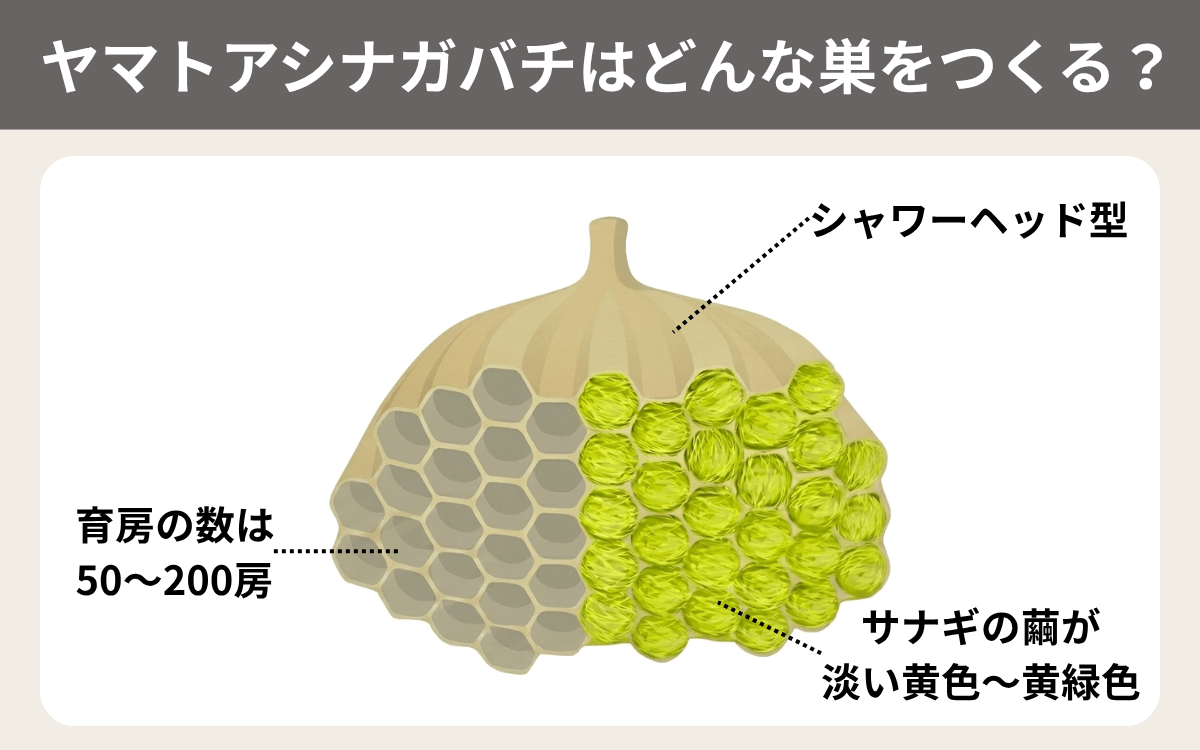 ヤマトアシナガバチはどんな巣をつくる？