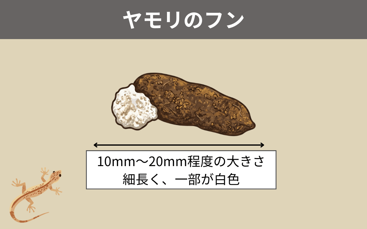 ヤモリのフン