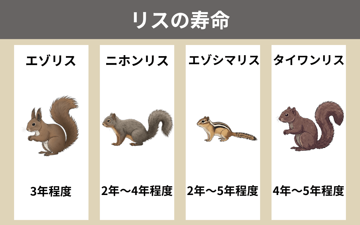 リスの寿命 1