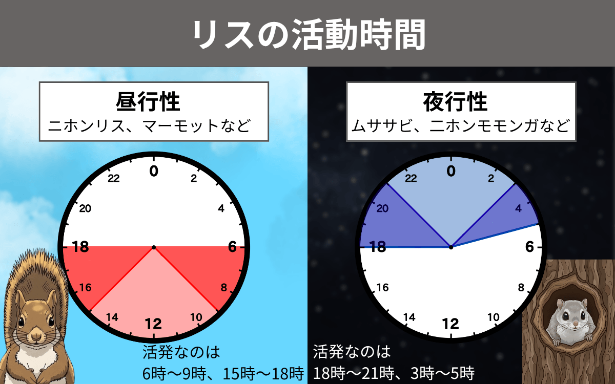 リスの活動時間