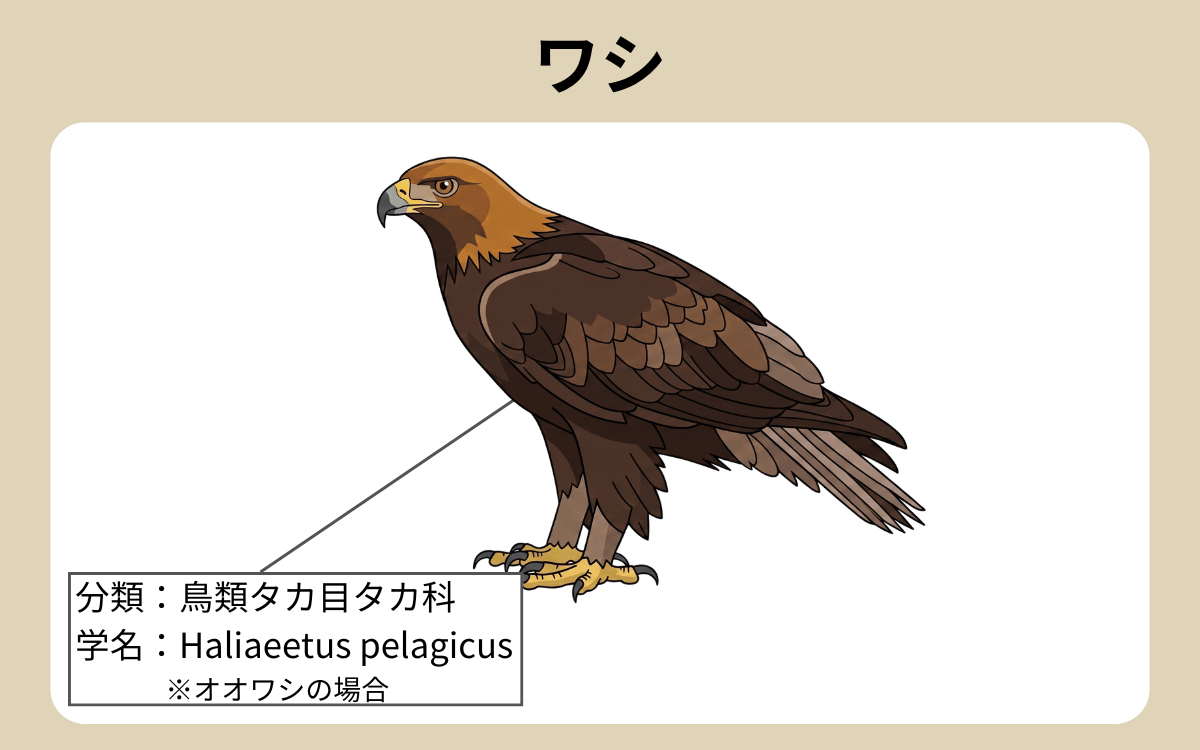 ワシ