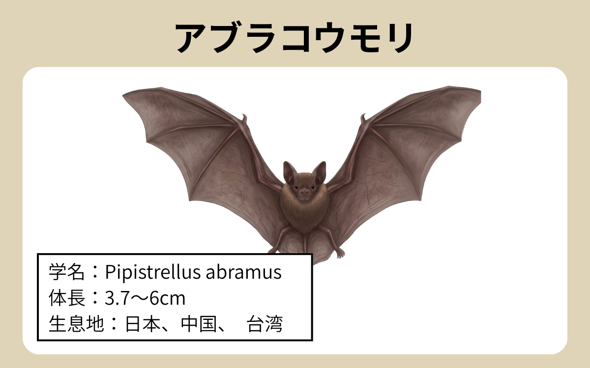 住宅街に現れるのはアブラコウモリ