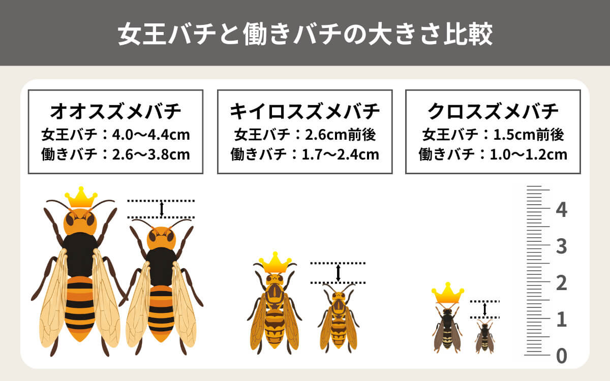 女王バチと働きバチの見分け方