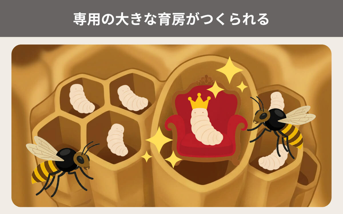 専用の大きな育房がつくられる