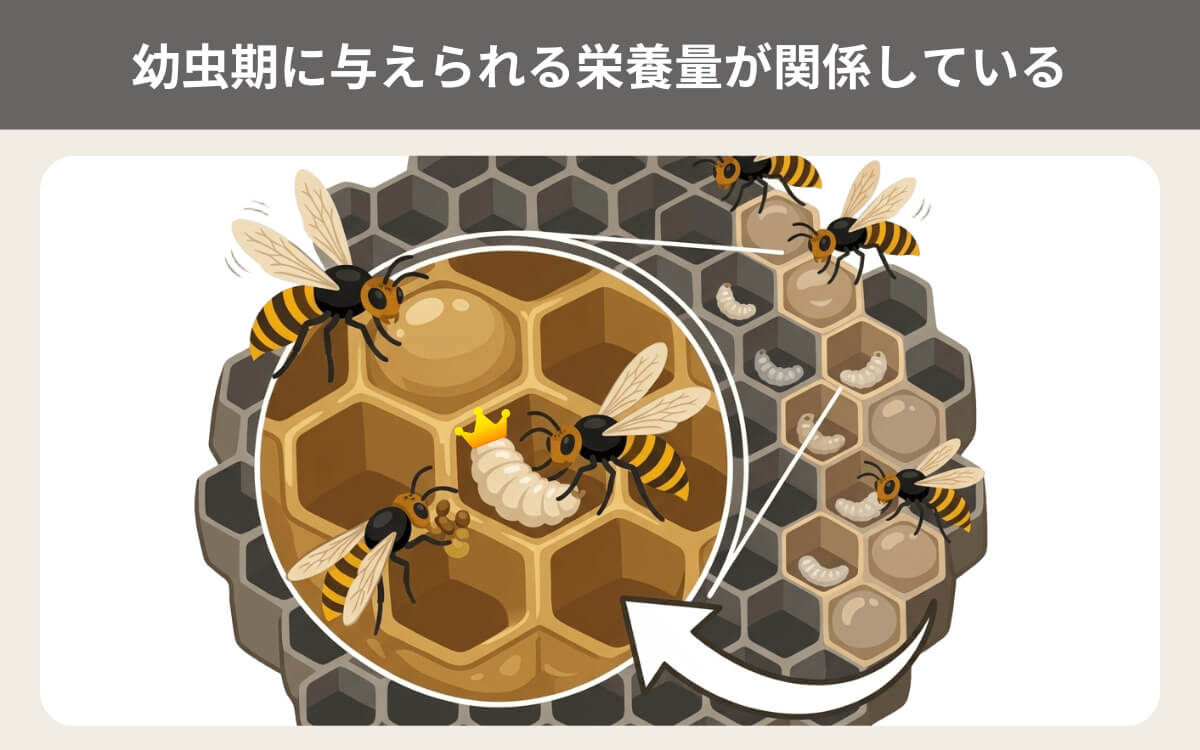 幼虫期に与えられる栄養量が関係している