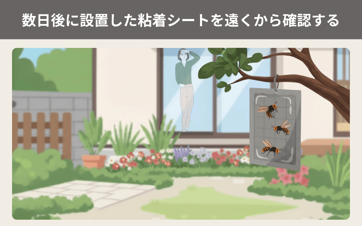 数日後に設置した粘着シートを遠くから確認する